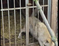Wolf escape cage fit body between bars