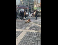 Guy dragging his brown dog that refuses to walk by lying down
