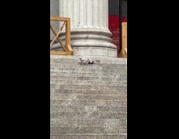 Collab WINY - Bird pecks another bird that still struggles