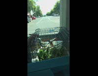 Pet bird tweets inside the cage on the car