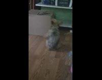 Small grey and brown dog sitting on butt rotating in circles on wood floors