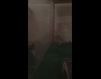 Cat tries to grab lizard inside tank 