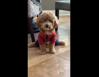 Dog in Spider-Man costume splits on floor