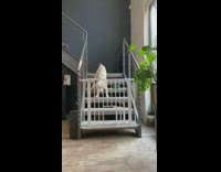 white dog stairs dog gate