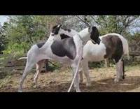 Dog and pony has matching colors