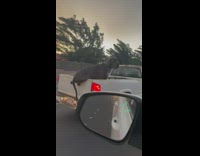 Big Black Dog Chills on Fast Truck 