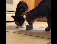 Cat uses paw to pull away cat food from other cat