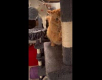 Submitter films cat play on cat tower