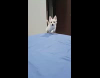White dog jumps onto bed slow motion