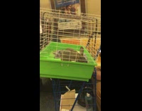Bunny rabbit riding the subway train in a cage