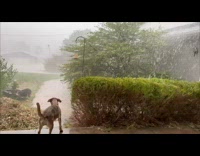 Dog ran outside in the rain and return inside the house