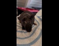 Hairless guineapig scratching back