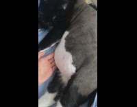 Owner bounces cats belly to music