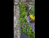 Lady sticks fake flowers in soil outside house 