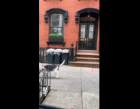 Collab WINY - Man ride hoverboard drags his pet dog