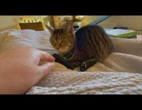 Pet cat guards the controllers and bites the filmer