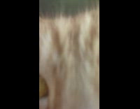 Orange cat touch near camera kalimba music