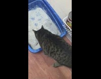 Grey cat covers poop blue litter box 