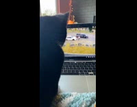 Black cat on laptop watch DDOI video