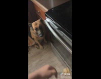 Dog eats entire spoon of peanut butter