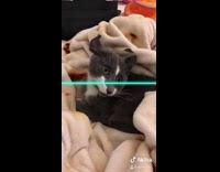 Girl draws face warped cat