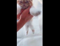 Guy picks up sleeping orange kitten couch 