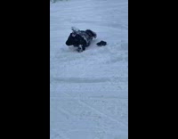 Guy on sled rolls off snowmobile fail 