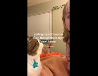 Calling cat next to owner prank