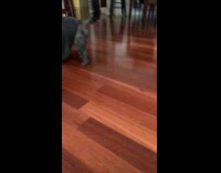 Dog wear vampire costume steal snacks from pot