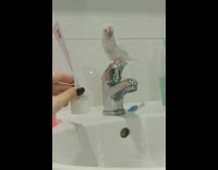 Bird sits on top of faucet in the bathroom 