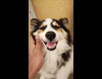 Man rub cheek of pet dog smile 