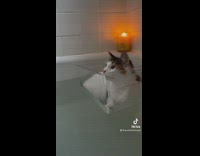 Cat inside of container floating in bathtub 