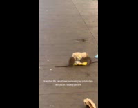 Rats eating leftover lays chips pt 1