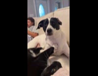 Tuxedo cat knead paws on dog chest