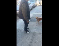 Man walks with turtle pet on leash