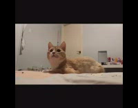 Orange white cat plays fetch tissue ball