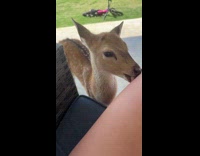 Fawn licking womans leg