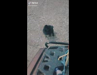 Small black dog runs down farm road next to atv