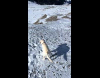 Dog excited rock in snow