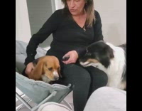 Lady blue chair falls two dogs fail