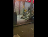Grey raccoon walks up train station stairs 