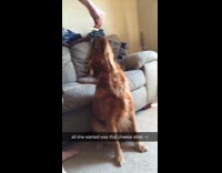 Brown golden retriever cant get piece of string cheese spun around its face