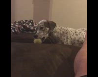 Black and white spotted dog brings ball to owner then throws it at owner
