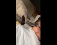 Collab Clips MPUGC - Cat steps on hoomans face while peeking through window