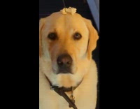 Man shows how patient his dog is 