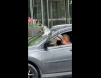 Collab WINY - Man in car with pigeon on arm