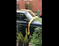 Giant Yellow Snake Lays on Car 