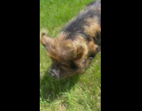 Adorable little pig runs on a farm field