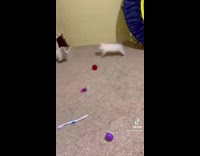White kittens play with toys around room 