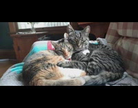 Two cats hugs and cuddle on couch for nap 